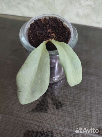 Hoya Nicholsoniae New Guinea Chost