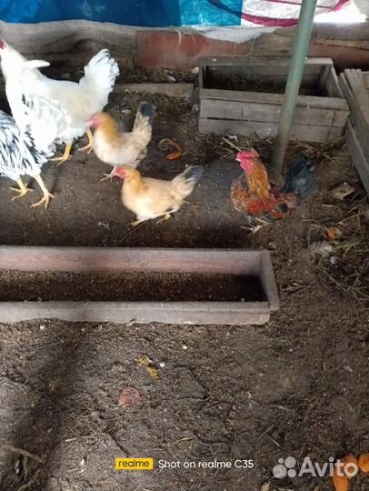 Петухи Бентамки дакарликовая порода