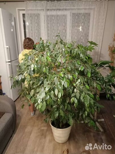Фикус бенджамина большой