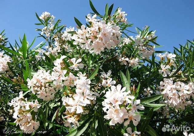 Саженцы олеандров оптом разные цвета