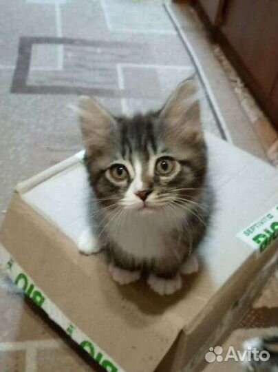 Курильский бобтейл