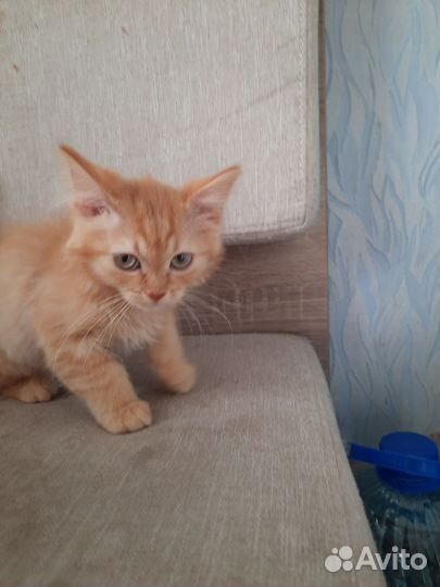 Рыжий котенок в добрые руки бесплатно