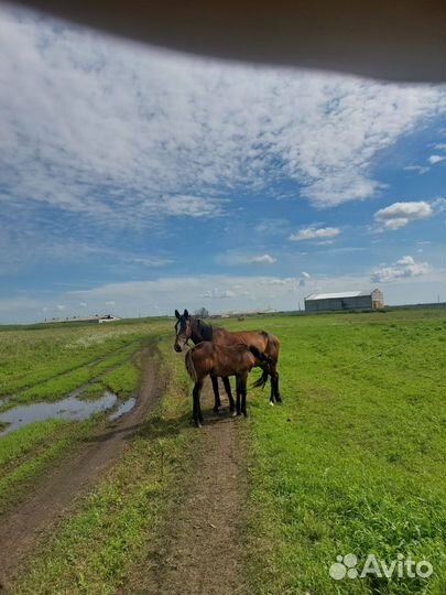 Кобыла с жеребушкой
