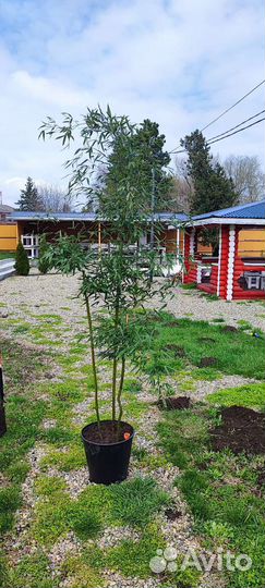 Элитный Бамбук, морозостойкий, вечнозелёный, дизай