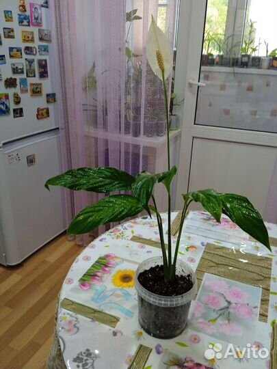 Спацифиллум