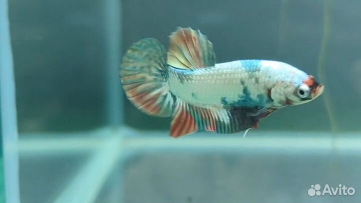 Петушок рыбка плакат айронмэн