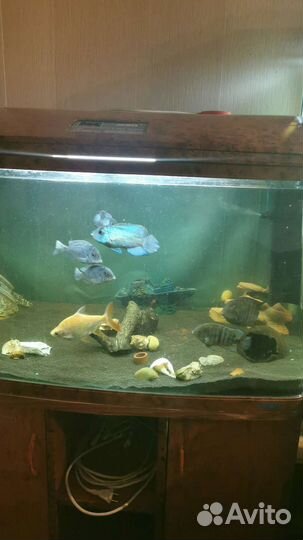 Аквариум