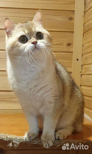 Британский кот золотого окраса.Вязка кошек