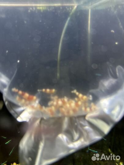 Креветка Красный кристал