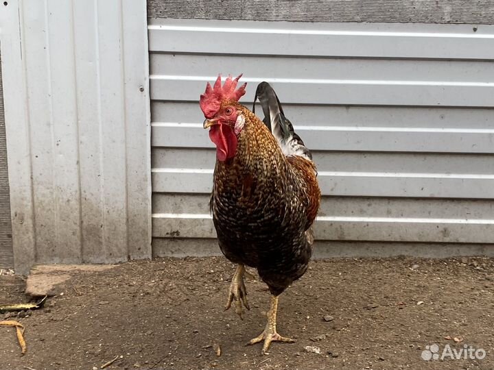 Продам петуха