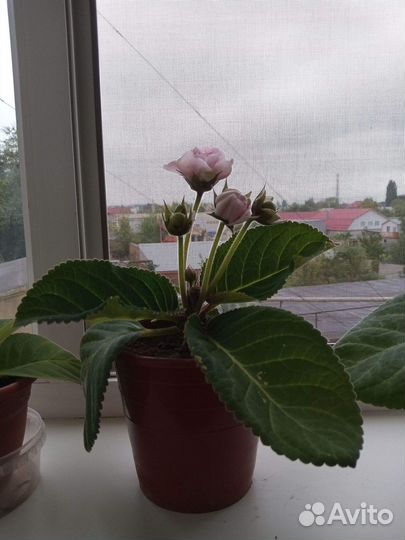 Цветы комнатные глоксиньи