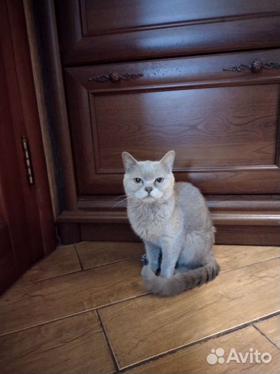 Британская кошечка бесплатно