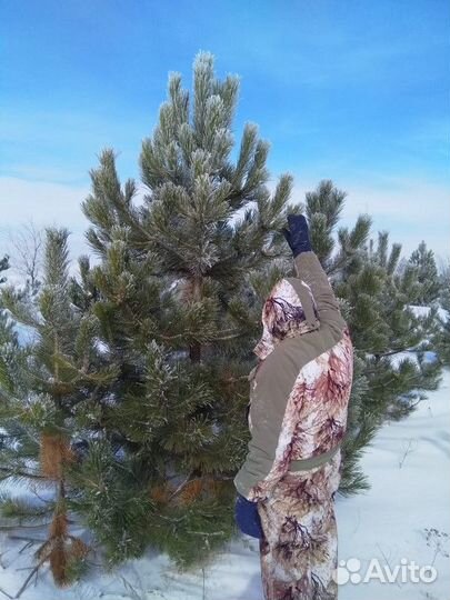 Сосна обыкновенная, крупномер