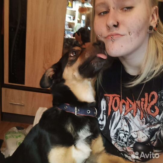 Выгульщик собак (читайте описание)