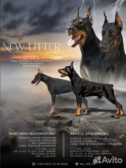 Щенки добермана