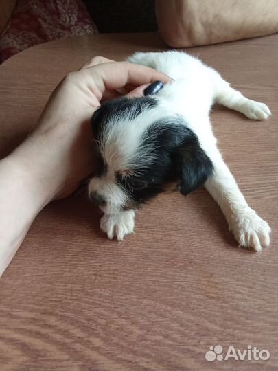 Щенки Джека Рассела