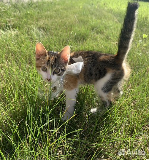 Котенок девочка в добрые руки