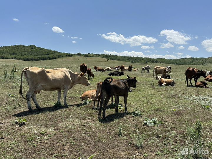 Стадо коров