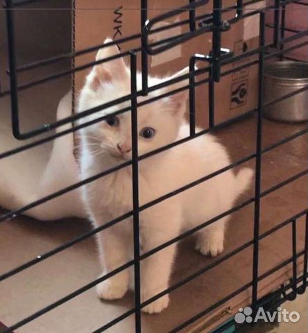 Глухой, игривый, белый котёнок ищет дом объявление продам