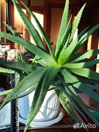 Лекарственное комнатное растение Алоэ Вера