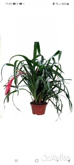 Бильбергия