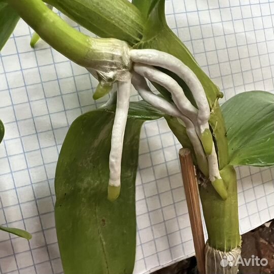 Дендробиум Нобиле отростки