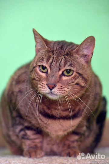 Бенгальскую кошку сдали в приют