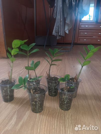 Замиокулькас