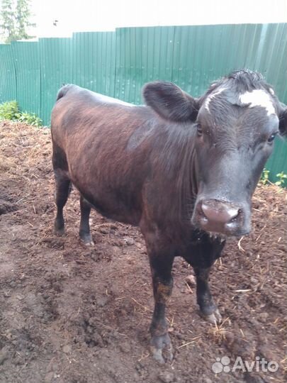 Телка стельная