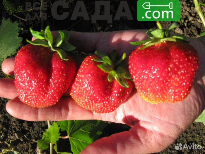 Саженцы клубники Берегиня