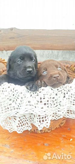 Щенки лабрадора