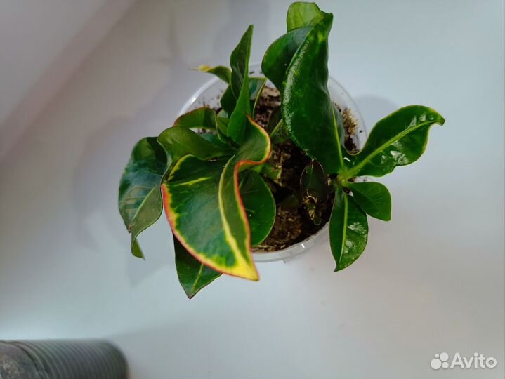 Кодиеум кротон Петра