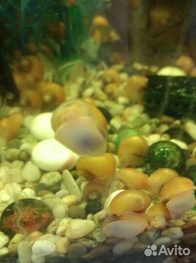 Улитки аквариумные Ампулярии