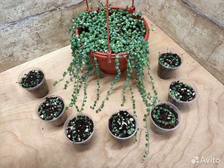 Ампельные крестовники, пеперомия