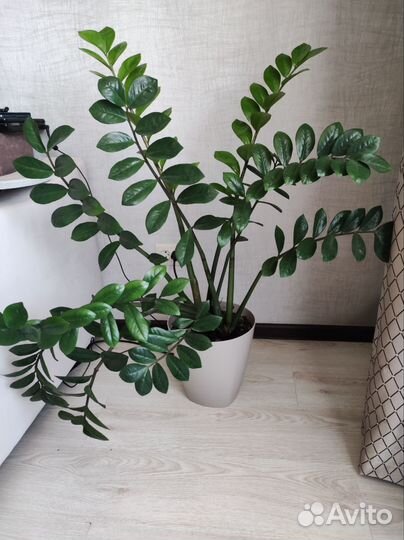 Замиокулькас