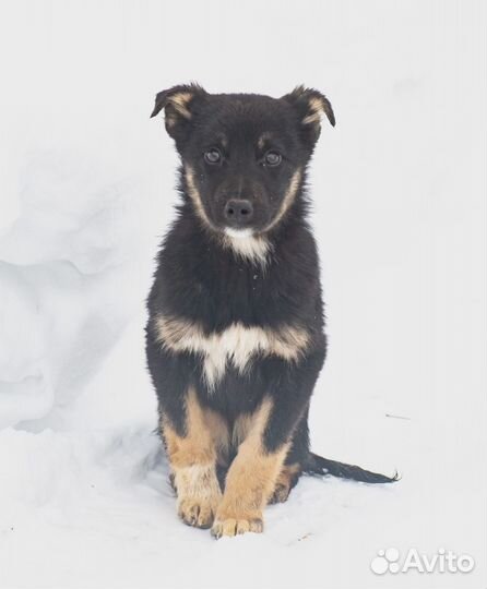 Собачки в добрые ручки Девчушки-чернушки