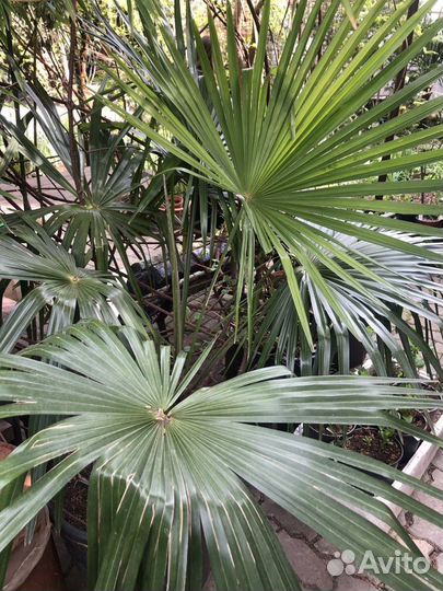 Пальма веерная