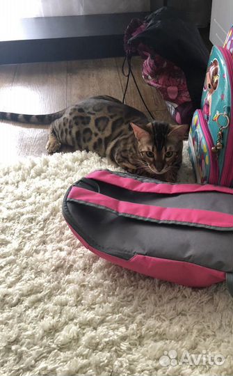 Передержка и уход животных