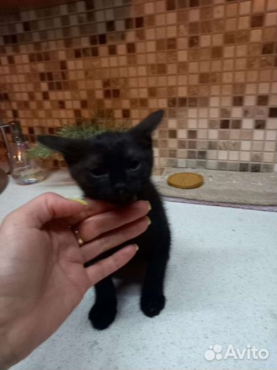 Кошки в добрые руки