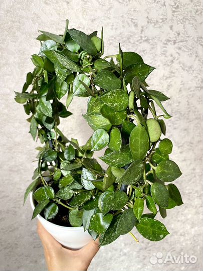 Срез хойи. Разные сорта