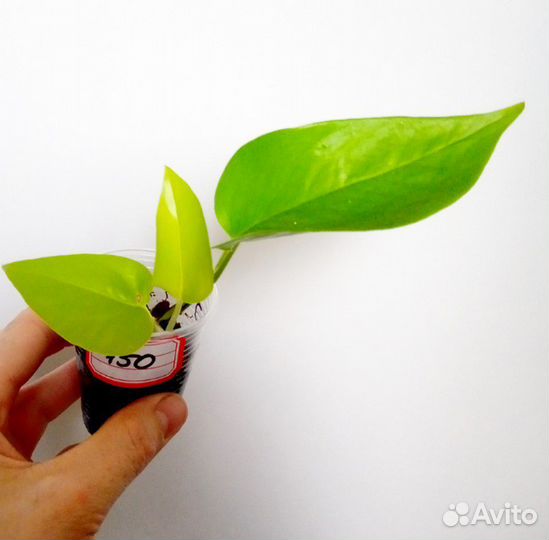 Филодендрон Сканденс Бразил, Эпипремнум Неон