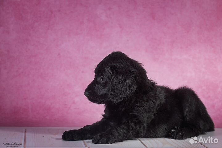 Прямошерстный ретривер