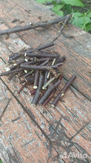 Веточки смородины для шиншил