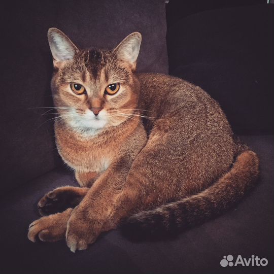Кошка в добрые руки