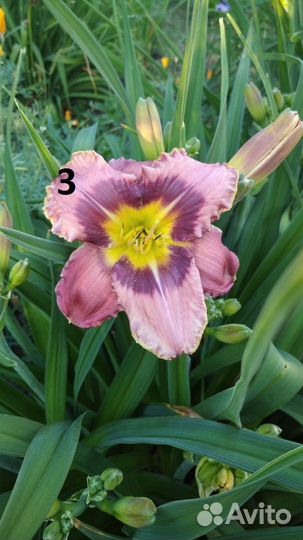 Лилейники сортовые 15 видов