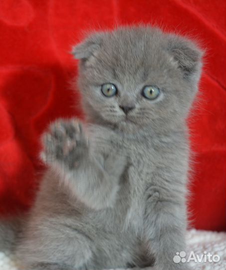 Голубая вислоушка