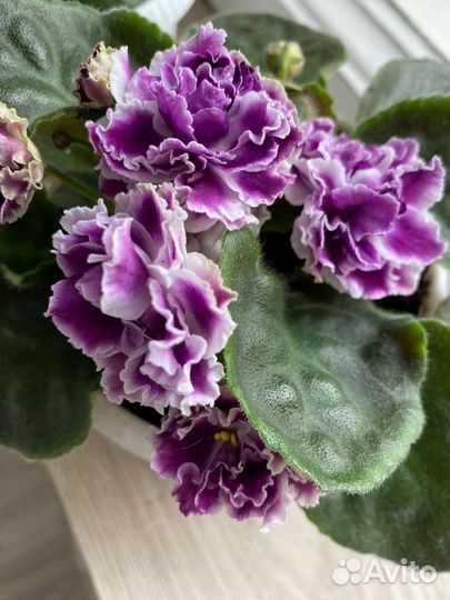 Сортовые фиалки