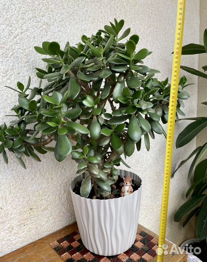 Большое Денежное дерево (толстянка)