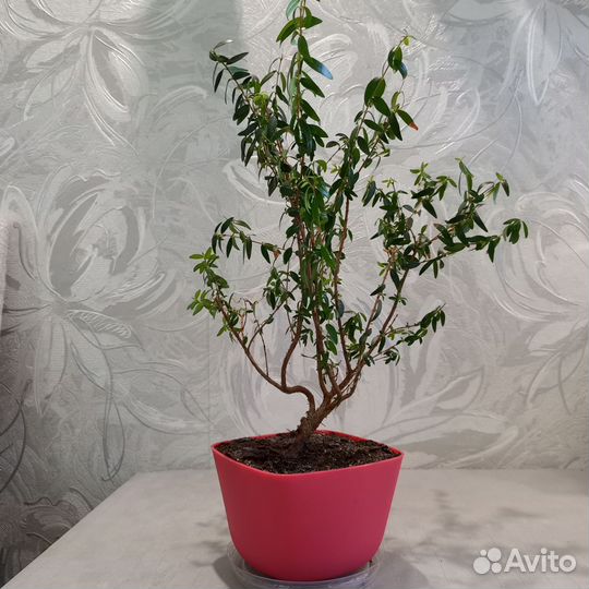 Цветы комнатные