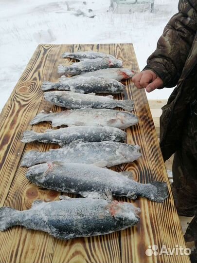 Платная Форелевая рыбалка